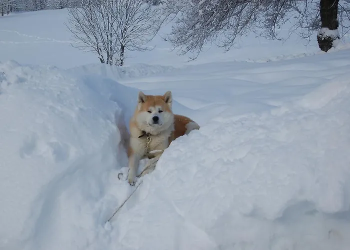 Aparthotel Foyer D'antan